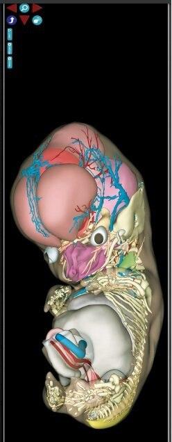 Iran Develops Virtual Anatomy Table to Reduce Dissection Costs 2