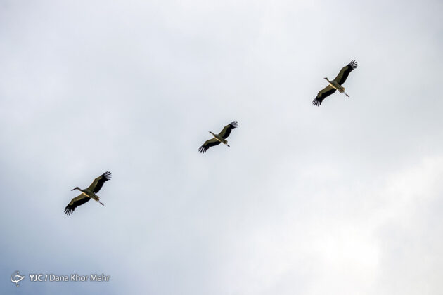 Storks Return to Marivan 1