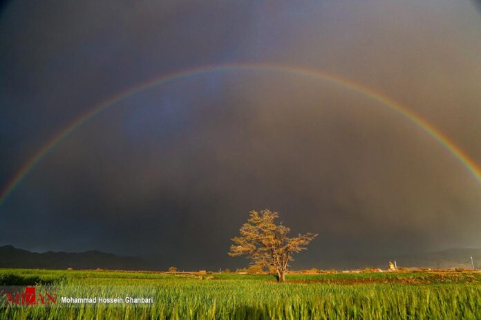 Barley Farm in Iran’s Kerman