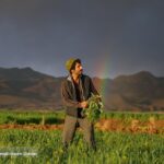 Barley Farm in Iran’s Kerman