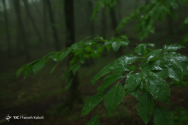 Iran's Nature in Photos: Gorgan Forests