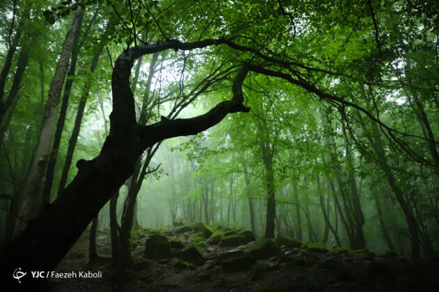 Nature of Northeastern Iran