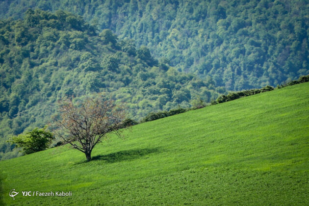 Iran's Nature in Photos: Gorgan Forests
