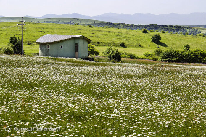 Iran's Nature in Photos: Plain of Chamomiles