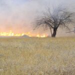 Fire at Oak Forests of Western Iran