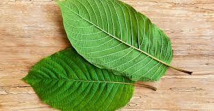 Here’s a List of Things Kratom Leaves Can Do for You