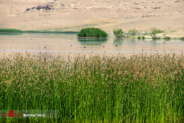 Iran's Nature in Photos Dargah Sangi International Wetland 14