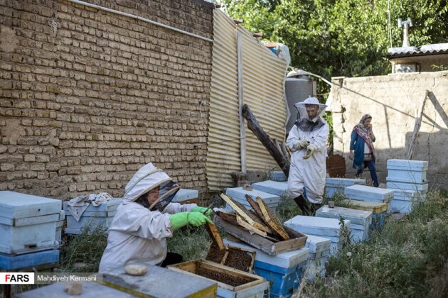 Peculiar Inheritance Makes Iranian Woman Exporter of Honey 7