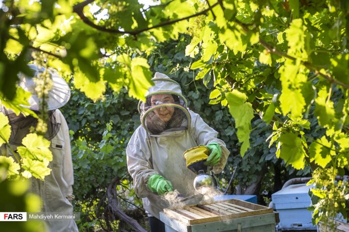 Peculiar Inheritance Makes Iranian Woman Exporter Of Honey - Iran Front ...