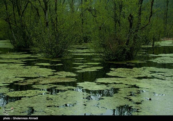 Nature of Northern Iran 5