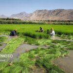 Rice Cultivation in Irans Khuzestan 1