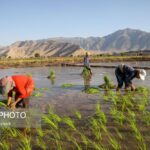 Rice Cultivation in Irans Khuzestan 3