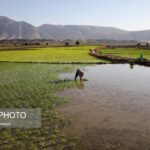 Rice Cultivation in Iran's Khuzestan