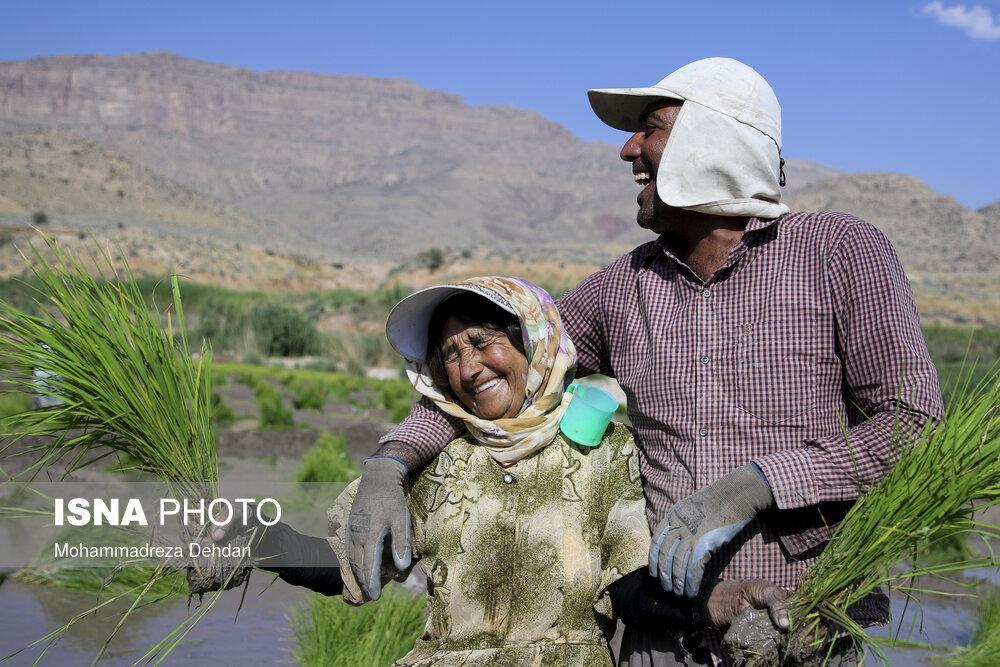 Rice Cultivation in Iran's Fars Province
