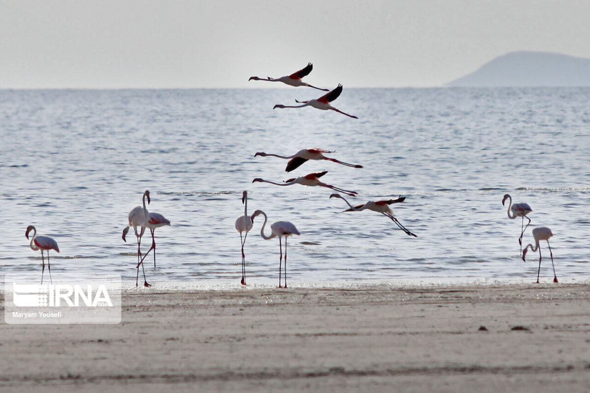 Iran's Nature in Photos: Flamingos over Qobadloo Port