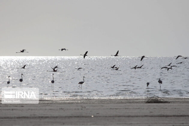 Iran's Nature in Photos: Flamingos over Qobadloo Port