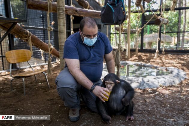 Iran’s Only Baby Chimp Survives Premature Birth, Poor Health 19