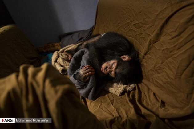 Iran’s Only Baby Chimp Survives Premature Birth, Poor Health 19