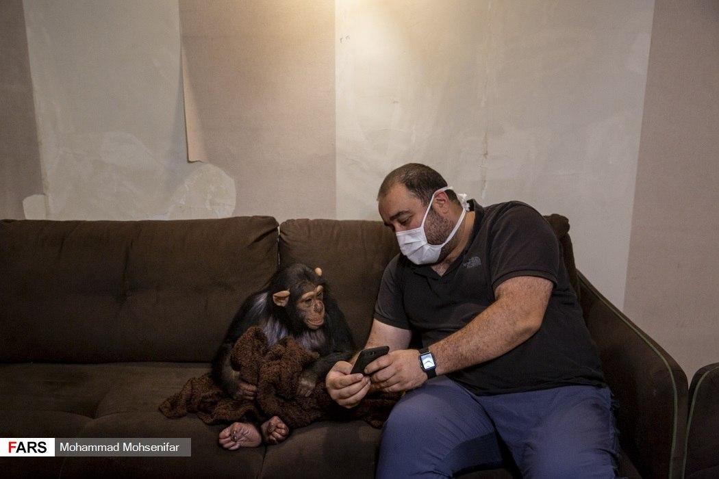 Iran’s Only Baby Chimp Survives Premature Birth, Poor Health 4