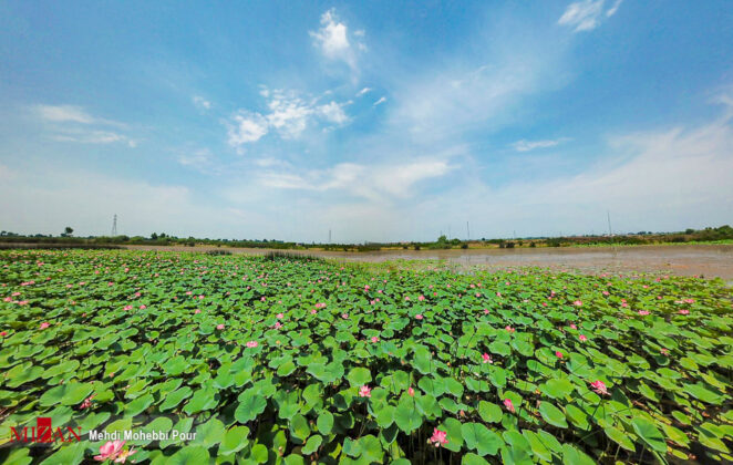 Lotus Lagoon of Mazandaran 4