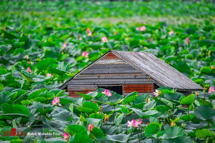 Lotus Lagoon of Mazandaran 4