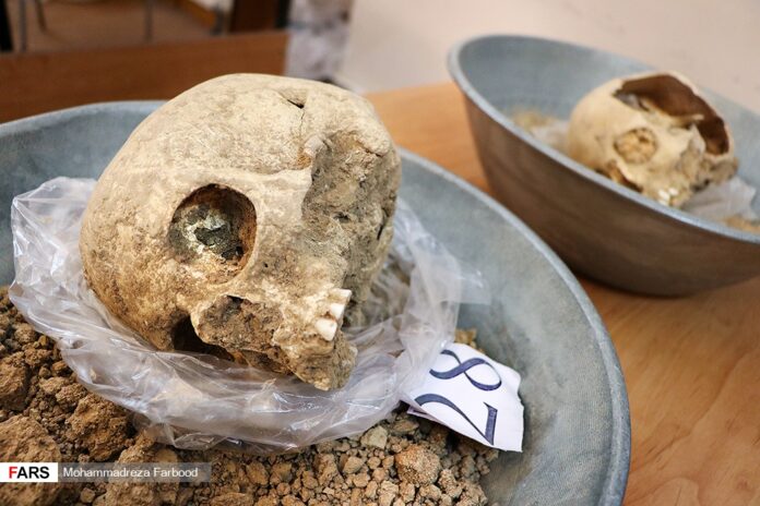 Remains of Humans, Animals Found in Persepolis Ruins 8