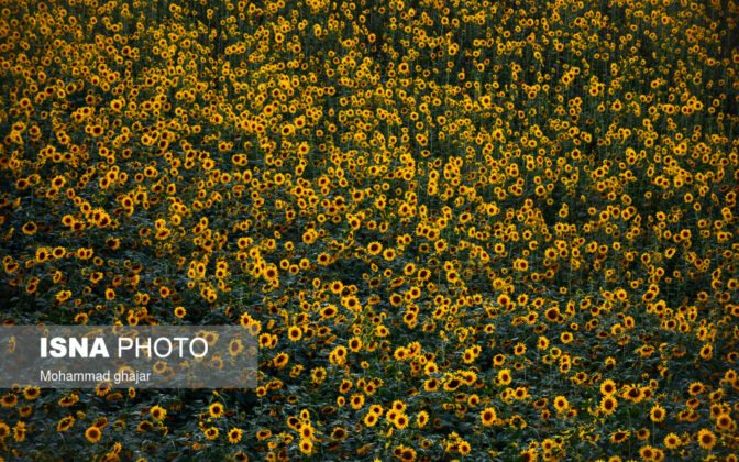 Sunflower Fields of Golidagh 8