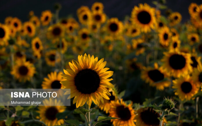 Sunflower Fields of Golidagh 8