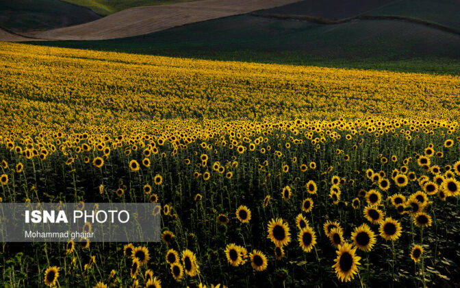 Sunflower Fields of Golidagh 8