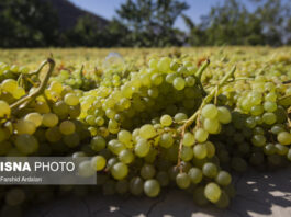 Sultana Production; A 1,000-Year-Old Career in Iranian Village Sultana Production; A 1,000-Year-Old Career in Iranian Village