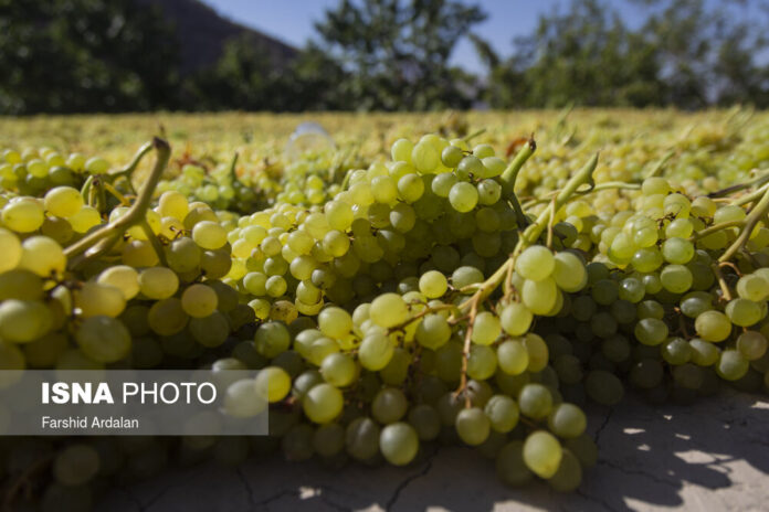 Sultana Production; A 1,000-Year-Old Career in Iranian Village