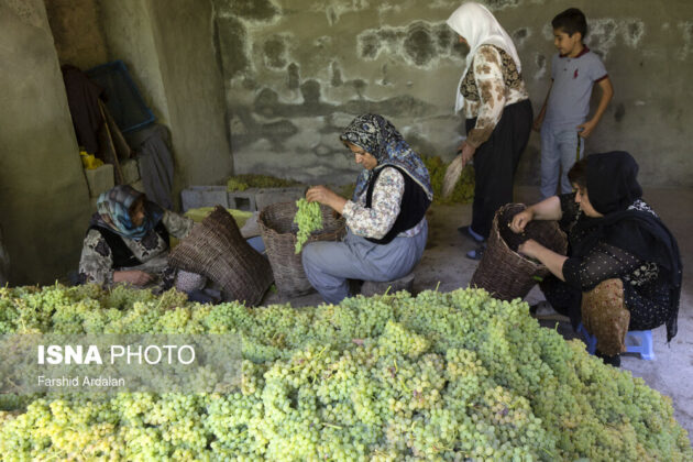 Sultana Production; A 1,000-Year-Old Career in Iranian Village