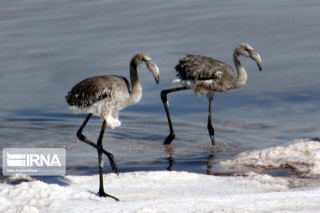 Environmentalists Rescue Flamingos Caught in Salt in Northwestern Iran 5