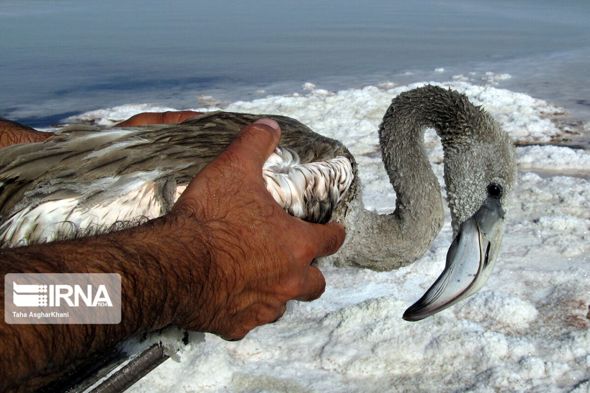 Environmentalists Rescue Flamingos Caught in Salt in Northwestern Iran 5