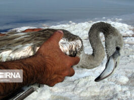 Environmentalists Rescue Flamingos Caught in Salt in Northwestern Iran Environmentalists Rescue Flamingos Caught in Salt in Northwestern Iran 5