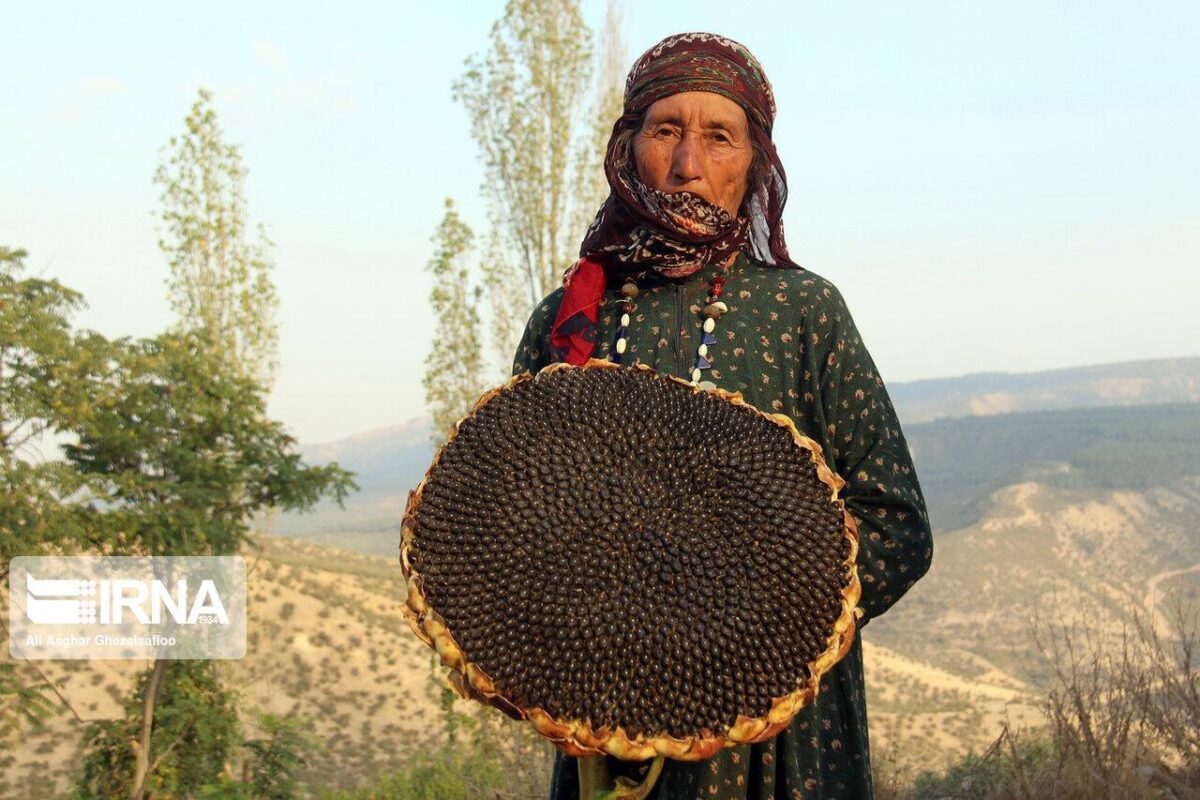 Sunflower Harvest in Northern Iran