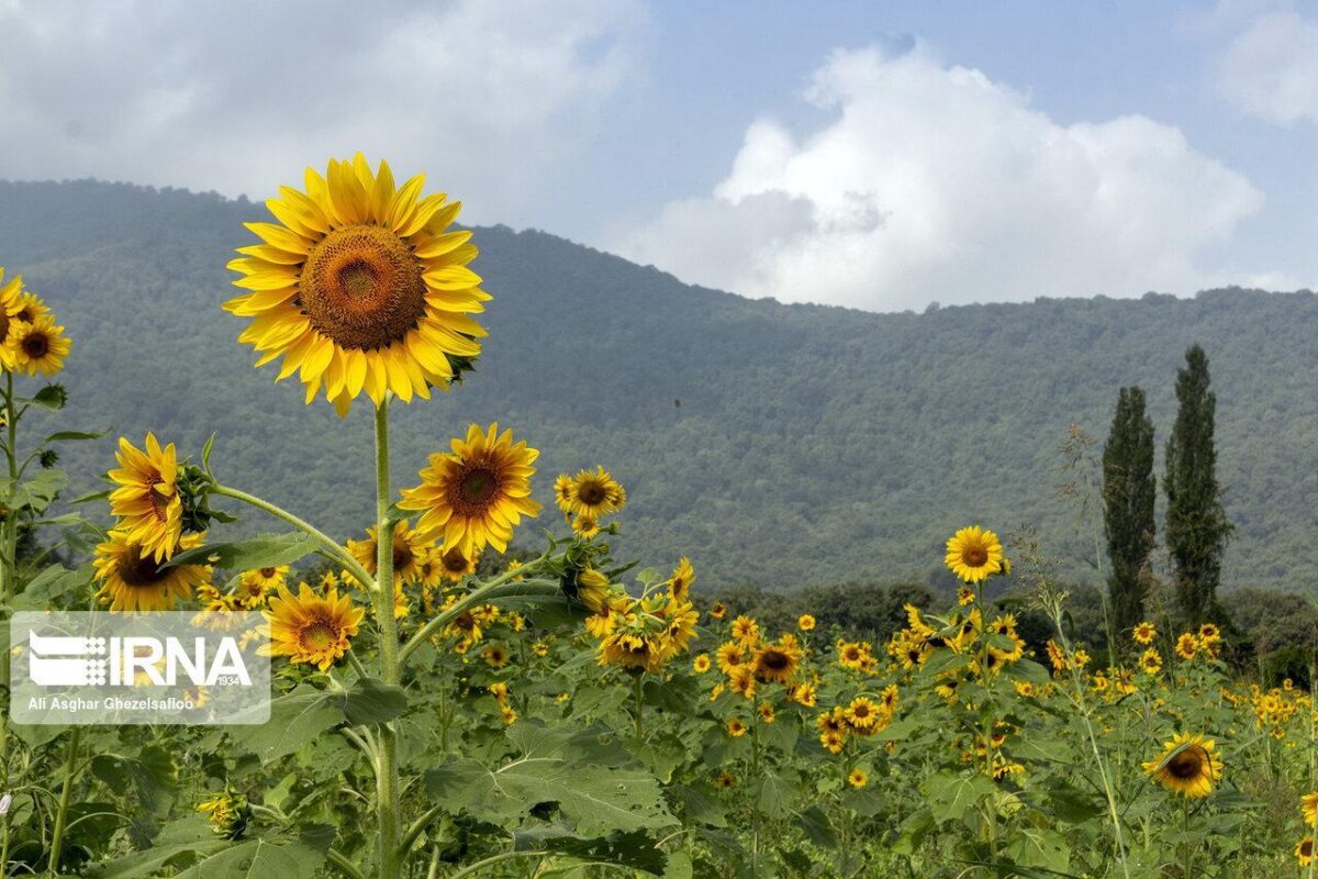 Sunflower Harvest in Northern Iran