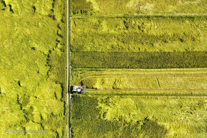 Lenjan Rice; A High-Quality Product Cultivated in Central Iran