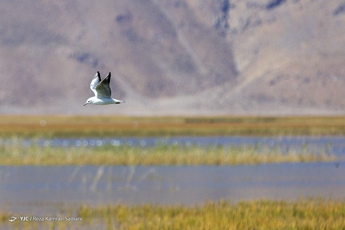 Migratory Birds Arrive in Iran's Western Wetlands