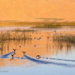 Migratory Birds Arrive in Iran's Western Wetlands