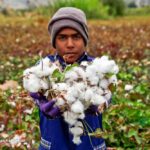 Cotton Harvest in Iran's North Khorasan