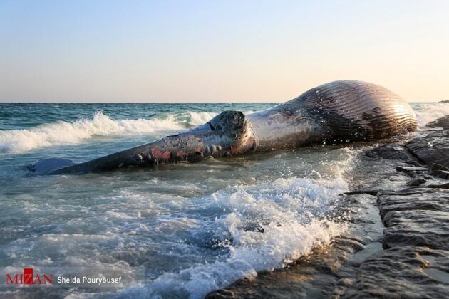 Dead Whale Washed Ashore on Iran’s Kish Island