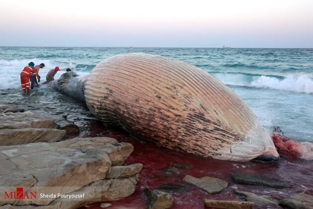 Dead Whale Washed Ashore on Iran’s Kish Island