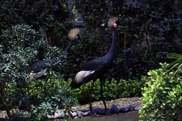 In Photos: Qom Birds Garden Opened to Visitors