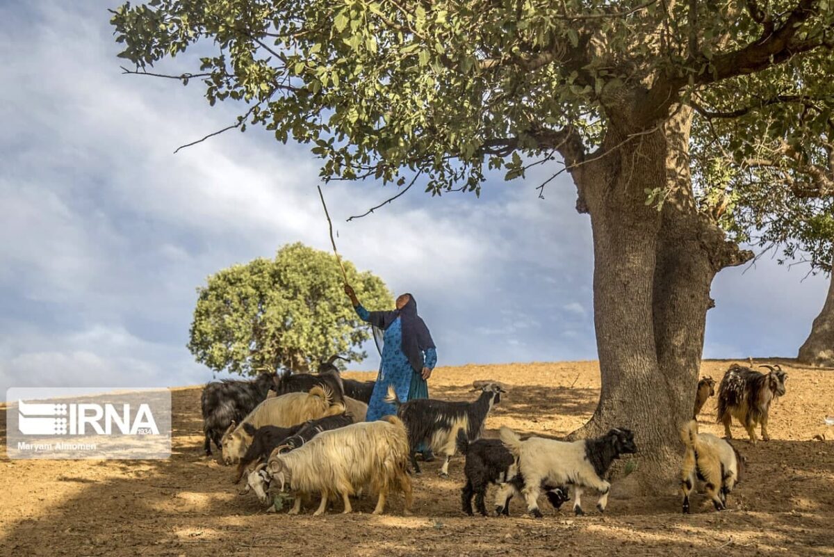 Zagros Oak Forests in Western Iran