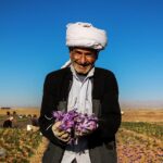 Saffron Harvest in Khorasan, Eastern Iran