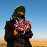 Saffron Harvest in Khorasan, Eastern Iran