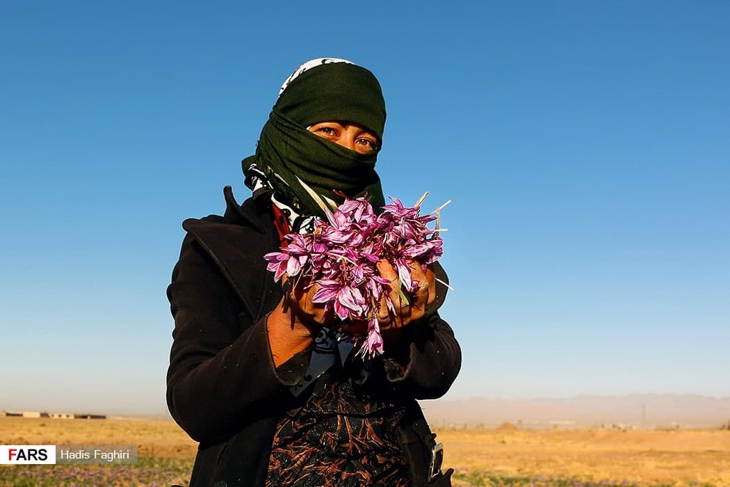 Saffron Harvest in Khorasan, Eastern Iran