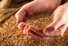 Iran Almost Self-Sufficient in Seed Production: Agriculture Minister