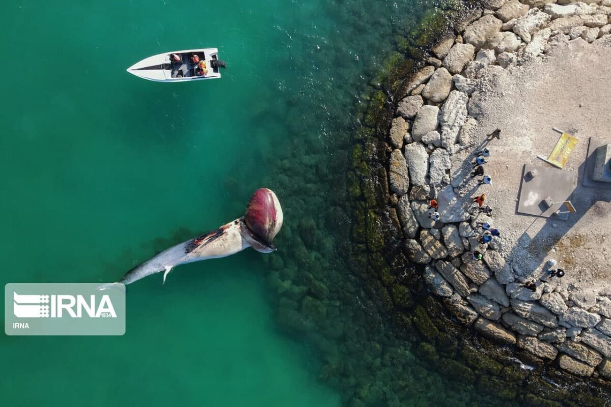 Second Dead Whale Washes Up on Kish Island's Beach
